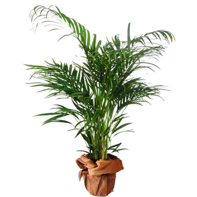 Saksı 15 Areca